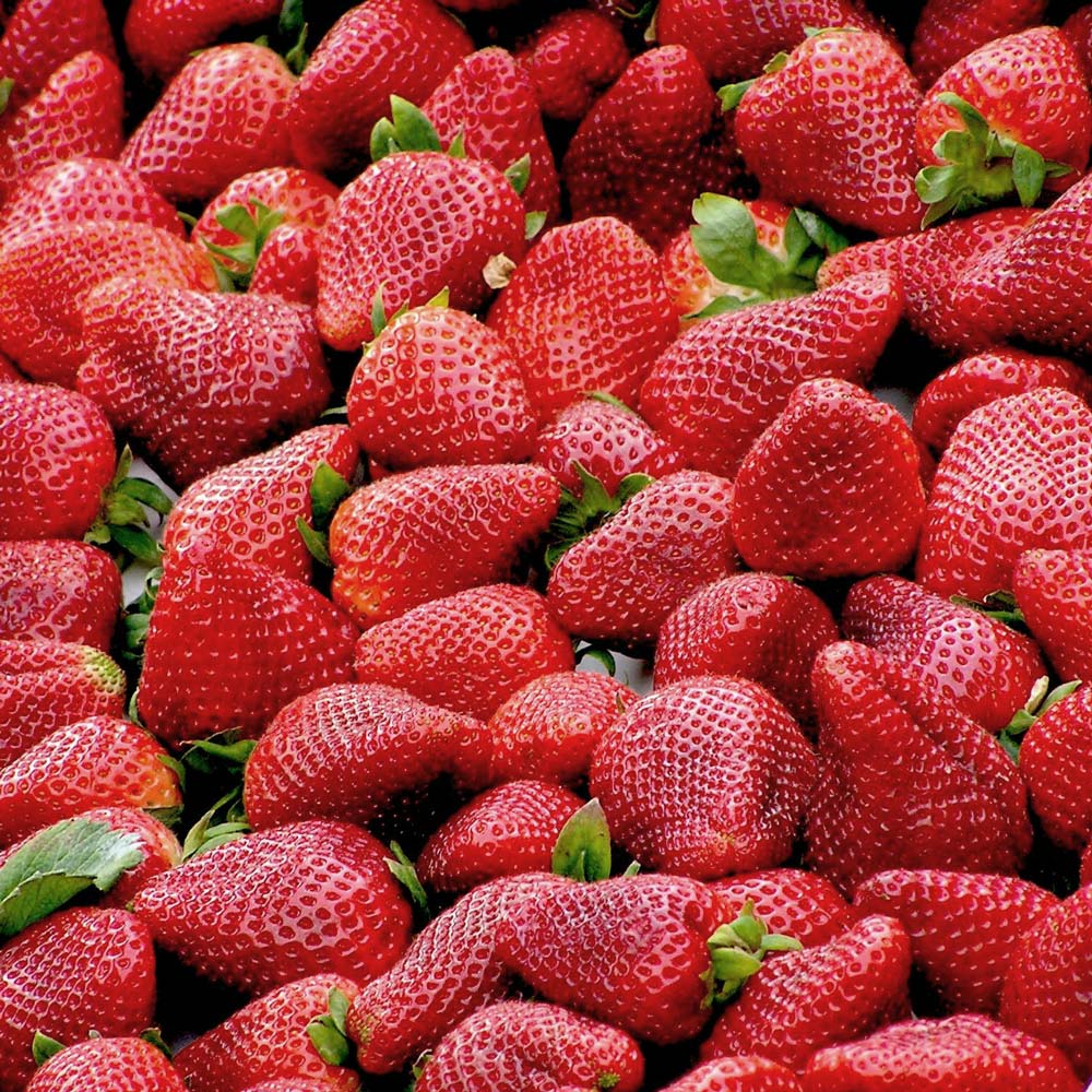 A lot of fresh red strawberries